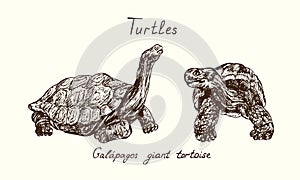Tutles collection, Chelonoidis-nigra GalÃÂ¡pagos tortoise complex, GalÃÂ¡pagos giant tortoise side and front view collection photo